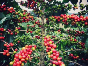 enhanced-buzz-29631-1338909587-7