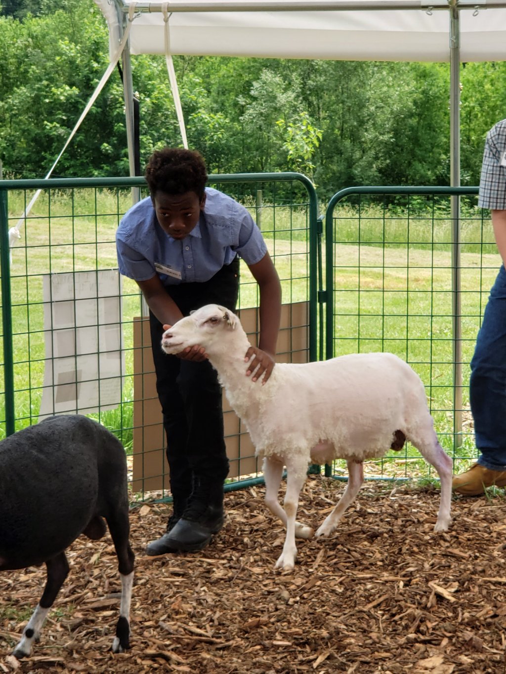 Help the Fox Chase Livestock Club